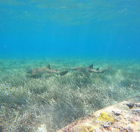 Nurse sharks 2.jpeg