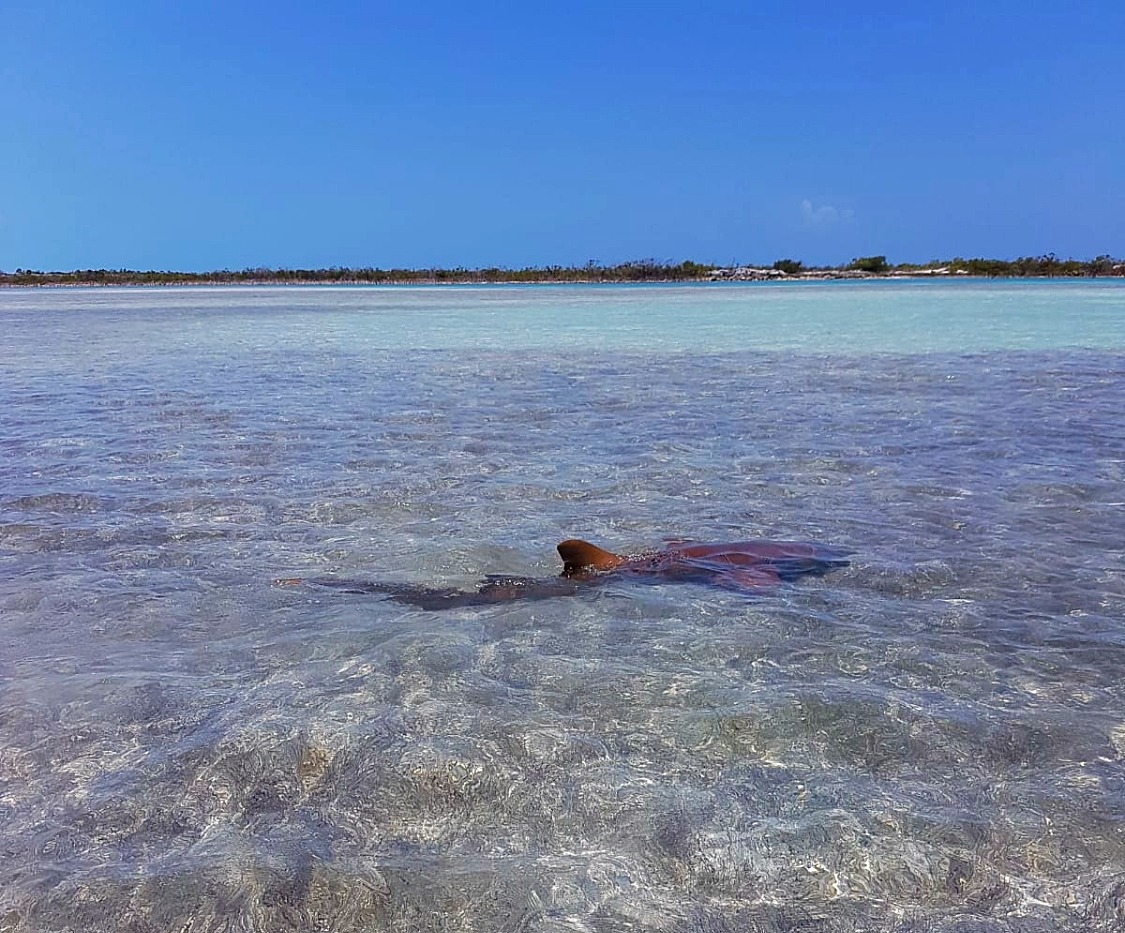 Unique Car Rentals Long Island Bahamas - Car Sale and Rentals