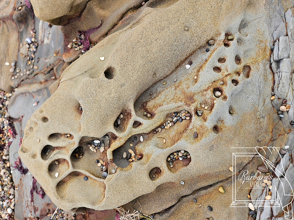 Close-up of a sandy rock with small pebbles in holes. The rock is beige with brown patterns, surrounded by pebbles and seaweed. Text reads “Barbara’s Views”.