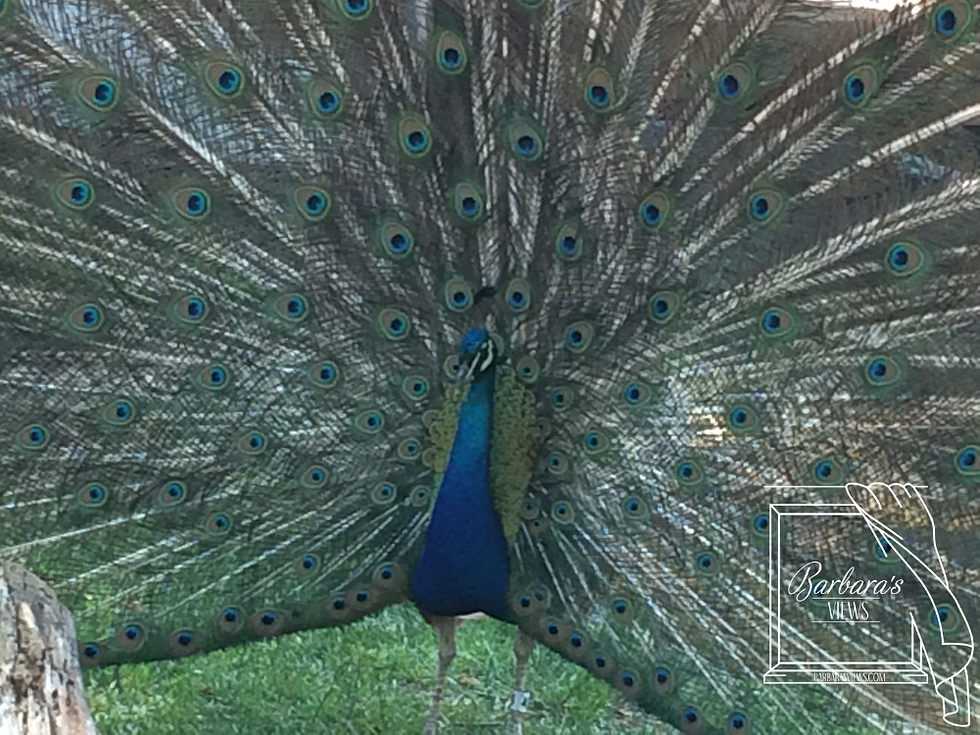 Thumbnail: Critters and Creatures - Set of Nine