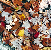 Rock_and_Autumn_Leaves.png