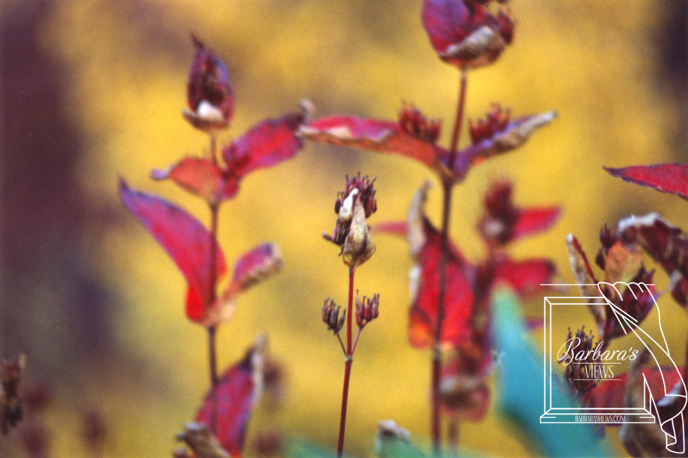 Wild Blooms II - Set of Eight