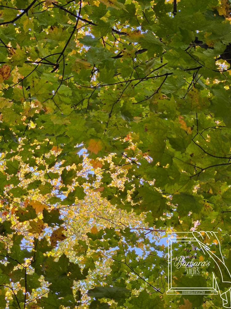 Thumbnail: Autumn Upstate New York - Set of Seven