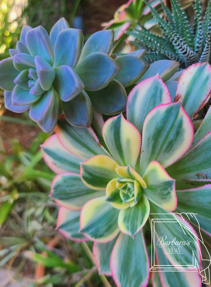 Variety Set 10: Seen in Malibu - set of five