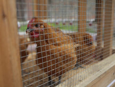 How many times per day should a chicken be fed in the chicken coops?