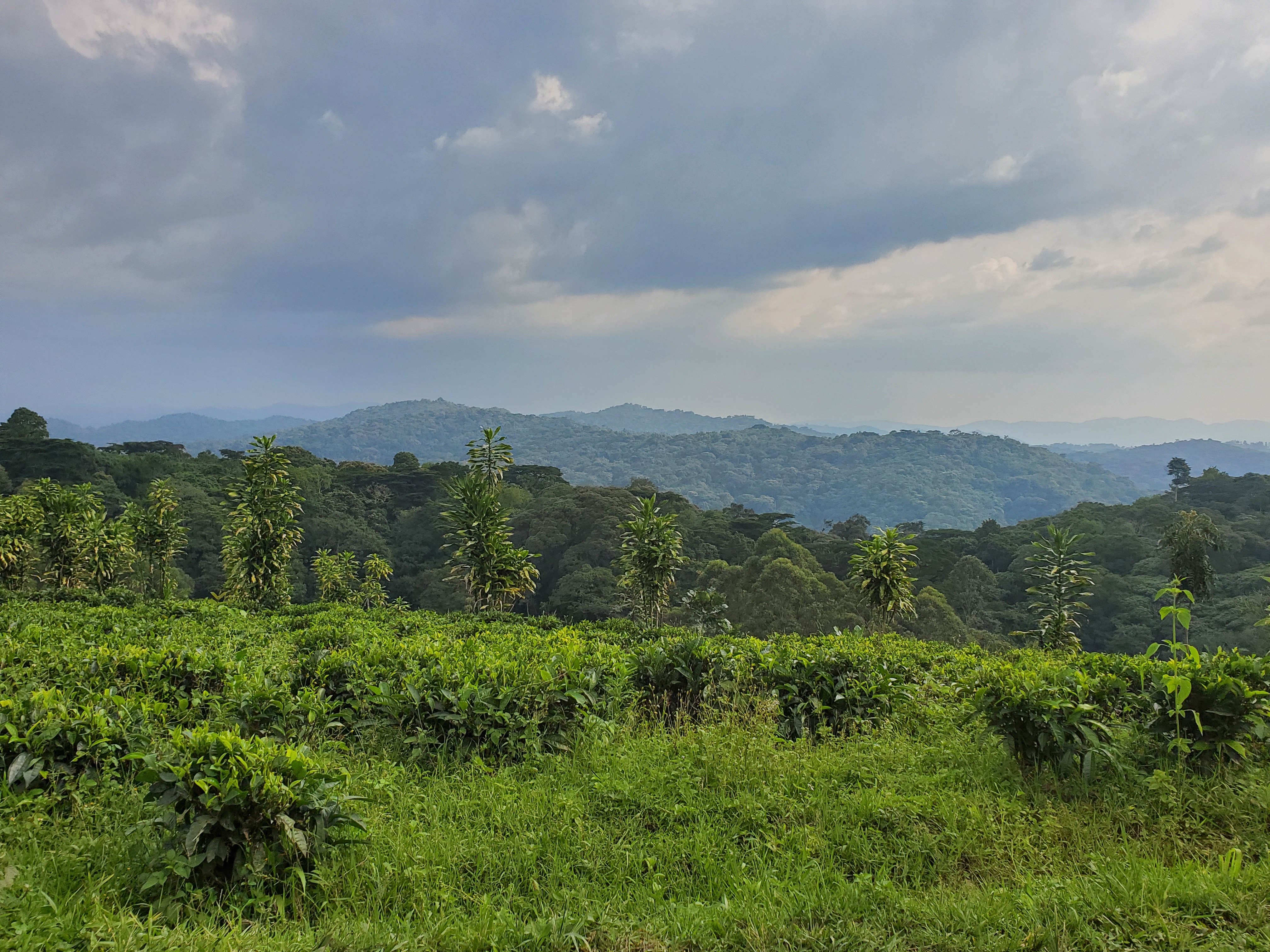 Bwindi Forest