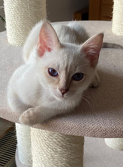 Cobaltblue Eye´s Benny.jpg