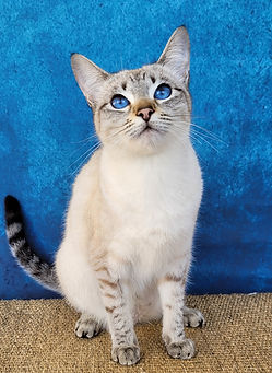 Cobaltblue Eye´s Azura.jpg