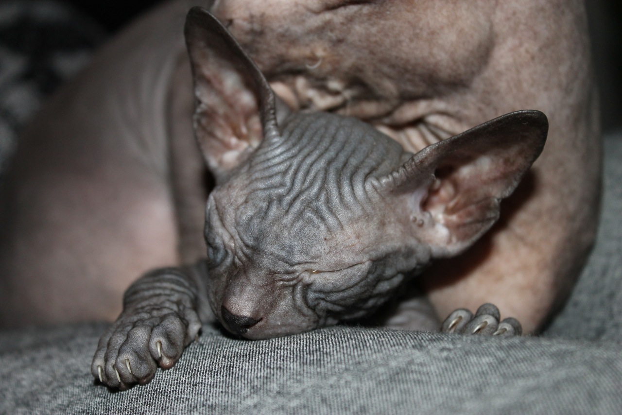 Donskoy Ou Don Sphynx