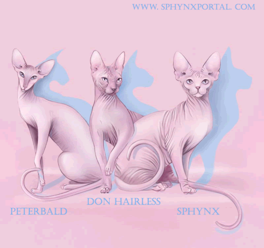 Differences Donskoy Et Sphynx