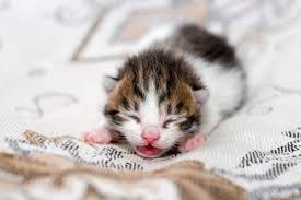 Como Saber a Idade de um Gatinho