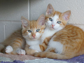 Dois gatos é melhor do que um?
