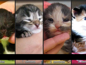A evolução dos gatinhos