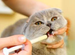 COMO DAR REMÉDIO LÍQUIDO PARA GATOS