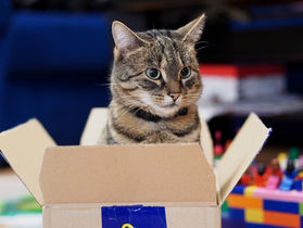Por que os gatos adoram caixas de papelão?