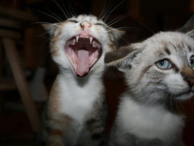 Descubra quem é o gato que manda na casa