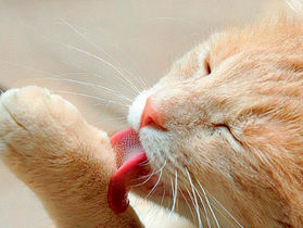POR QUE OS GATOS SE LAMBEM?