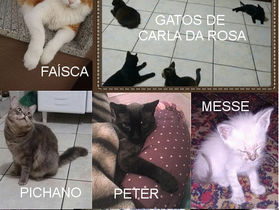 Feliz Dia Mundial do Gato!!!