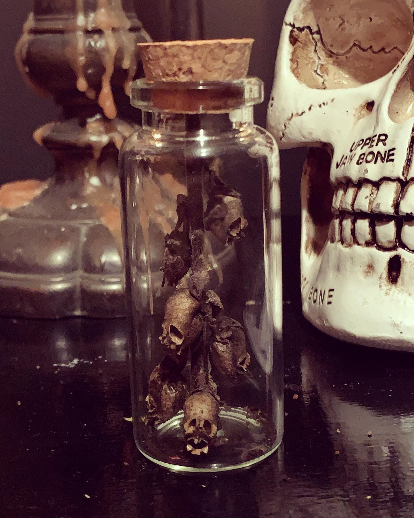 Antirrhinum Majus Protection Bottles