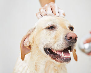 Grooming.jpg