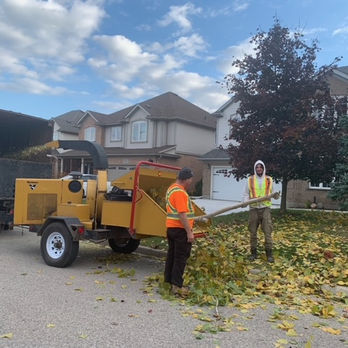 Two employees cutting a tree