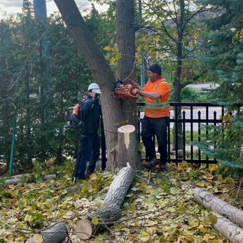 2 employees cutting a tree - upright