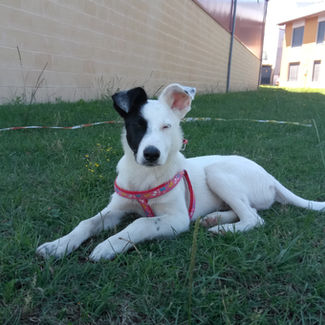 Eddie lleva con nosotros 3 meses y por fin ha encontrado una casita. Aunque tenga que viajar, sabemo