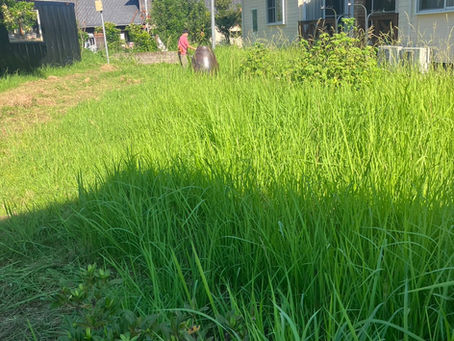 指宿市 草刈り作業