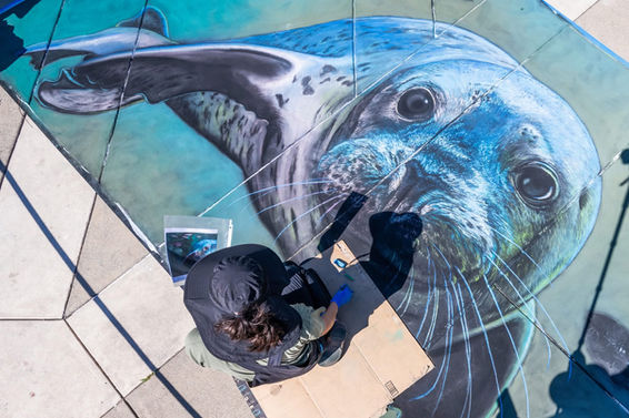 Artist drawing a large seal with chalk on the cement 
