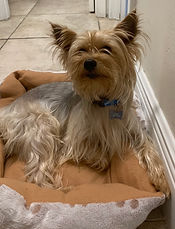Toby