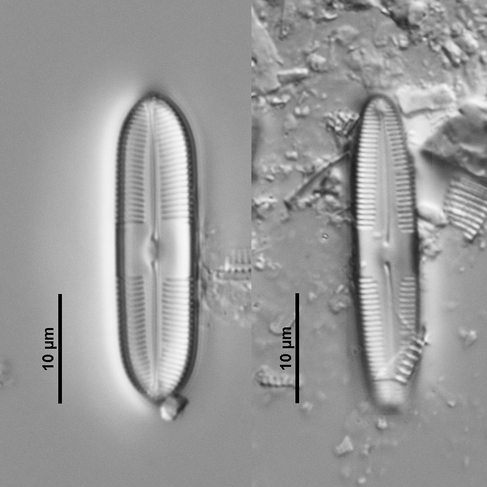 Caloneis bacillum (Grunow) Cleve