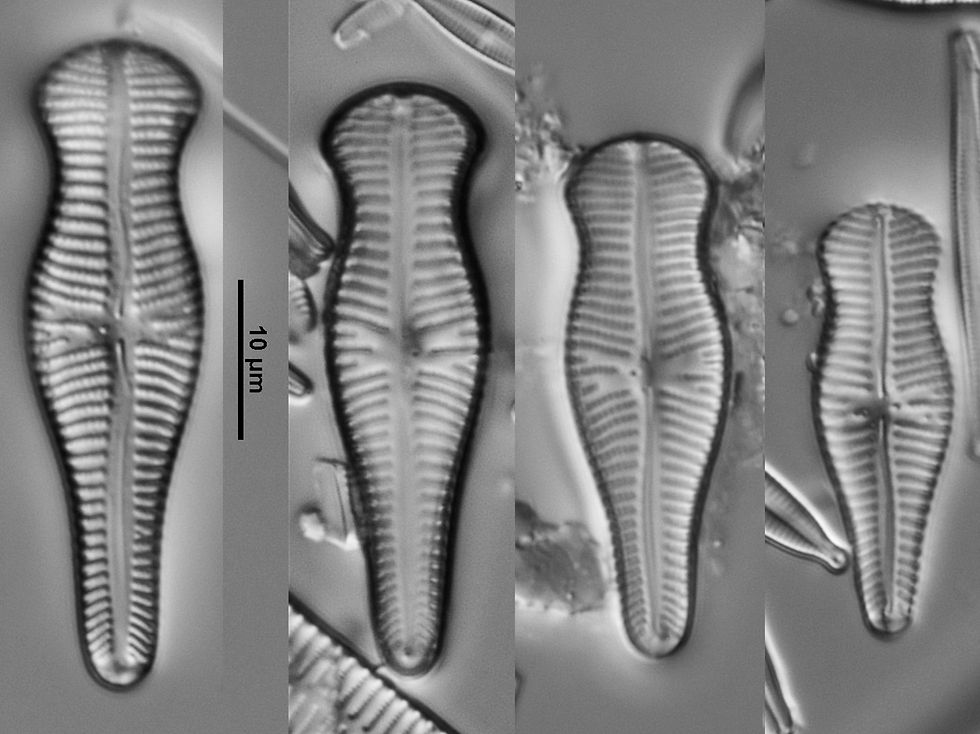 Gomphonema truncatum Ehrenb.