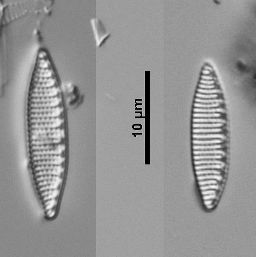 Nitzschia amphibia Grun.
