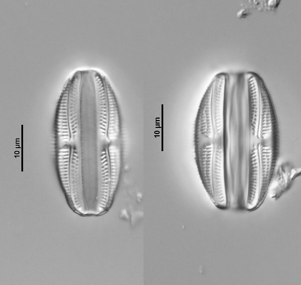 Amphora copulata (Kütz.) Schoeman & R.E.M.Archibald