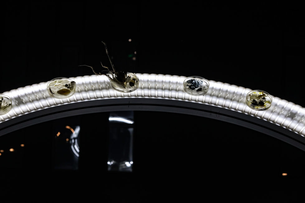 Nebula0912{Our Soul are connected like stars}, Jansword Zhu with 25 attendants, 2020