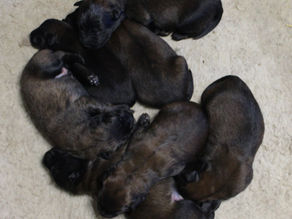 Chiots de Namy
