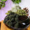 Thumbnail: Succulent planter (black)