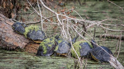 Florida Red-Bellied Cooter