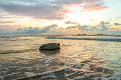 Loggerhead Sea Turtle