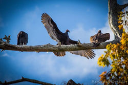 Turkey Vulture, Cathartes aura