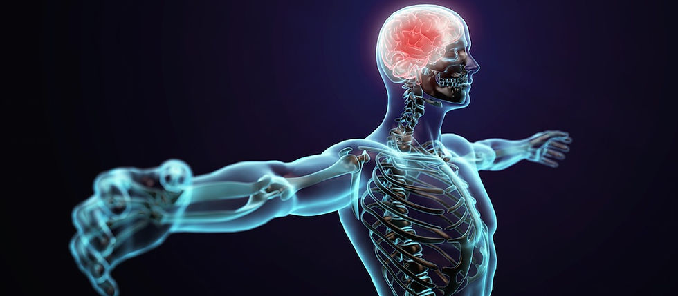 brain-to-muscle.jpg