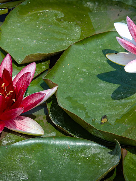 Nature photo by Sergio Loiacono