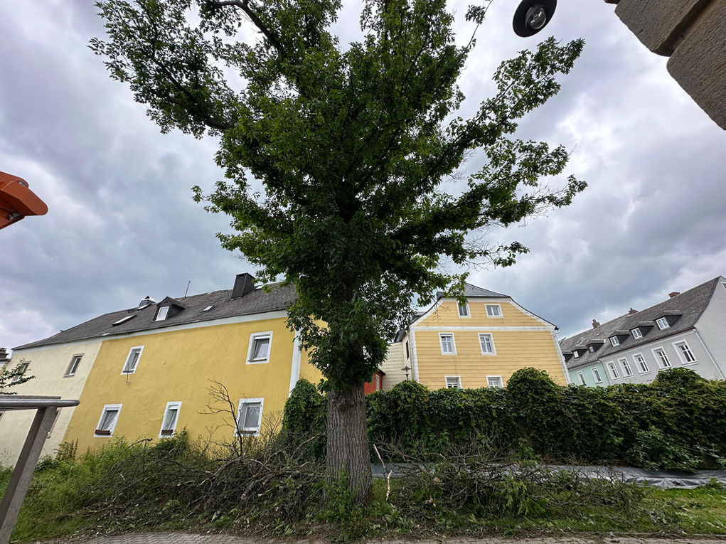 Diese Amerikanische Eiche hatte es bitter nötig.