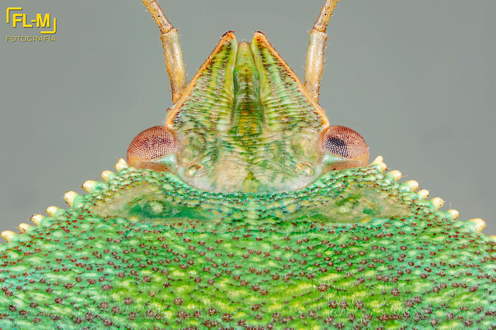 ree