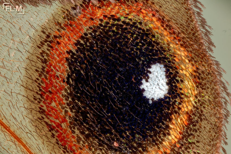 ree