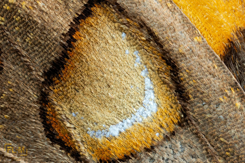 ree