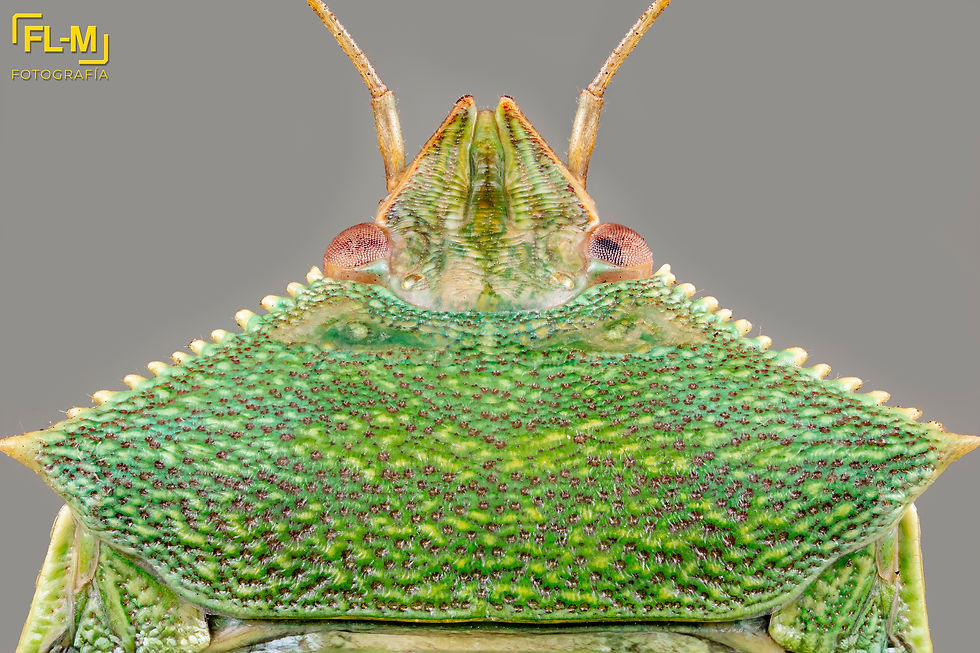 ree