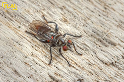 Diptera: Asilidae, Pilica sp