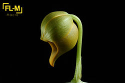 Catasetum ochraceum Lindl.