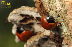 Coleoptera: Chrysomelidae